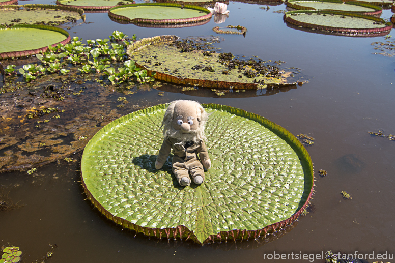 darwin on giant lily